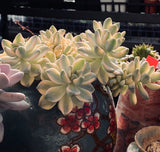 Grapto. paraguayense bernalense variegata