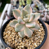 Grapto. paraguayense bernalense variegata