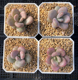 Graptopetalum 'lavender pebbles'