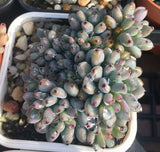 Graptopetalum pachyphyllum 'blackberry'  黑莓 Melbourne Australia