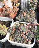 Graptopetalum pachyphyllum 'blackberry'  黑莓 Melbourne Australia