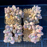 Graptopetalum 'lavender pebbles'