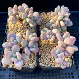 Graptopetalum 'lavender pebbles'