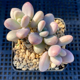 Graptopetalum 'lavender pebbles'