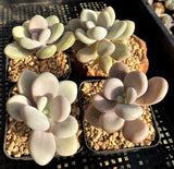 Graptopetalum 'custard'