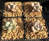 Graptopetalum 'custard'