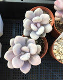 Graptopetalum 'custard'