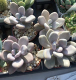 Graptopetalum 'custard'