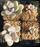 Graptopetalum 'custard'