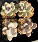 Graptopetalum 'custard'