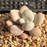 Graptopetalum 'custard'