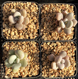 Graptopetalum 'custard'