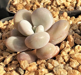 Graptopetalum 'custard'