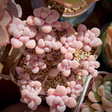 Graptopetalum Ellen
