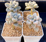 Graptopetalum Ellen
