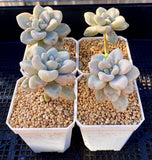 Graptopetalum Ellen