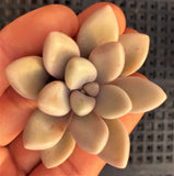 Graptopetalum 'Ellen' MELBOURNE SYDNEY ADELAIDE QUEENSLAND CANBERRA VICTORIA NSW QUEENSLAND SOUTH AUSTRALIA ACT SUCCULENT 多肉 墨尔本 维多利亚 澳洲 澳大利亚 悉尼 新南威尔士 阿德莱德 南澳 昆士兰 布里斯本 黄金海岸 多肉植物 堪培拉