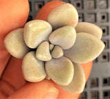 Graptopetalum 'Ellen' MELBOURNE SYDNEY ADELAIDE QUEENSLAND CANBERRA VICTORIA NSW QUEENSLAND SOUTH AUSTRALIA ACT SUCCULENT 多肉 墨尔本 维多利亚 澳洲 澳大利亚 悉尼 新南威尔士 阿德莱德 南澳 昆士兰 布里斯本 黄金海岸 多肉植物 堪培拉
