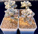 Graptopetalum Ellen
