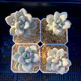 Graptopetalum Ellen