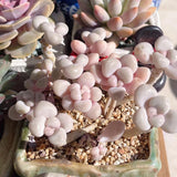 Graptopetalum Ellen Cutting
