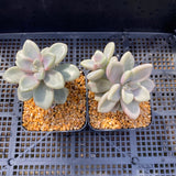 Graptopetalum Ellen