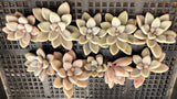 Graptopetalum Ellen Cutting