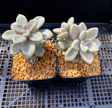 Graptopetalum Ellen