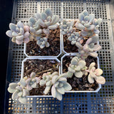 Graptopetalum Ellen