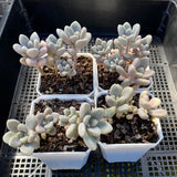 Graptopetalum Ellen
