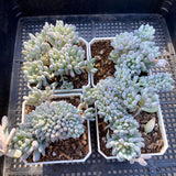 Graptopetalum fantasy beans cristata