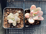 Graptopetalum 'lavender pebbles'