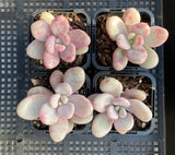 Graptopetalum 'lavender pebbles'