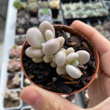 Graptopetalum 'lavender pebbles'