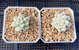 Graptopetalum mendozae variegata