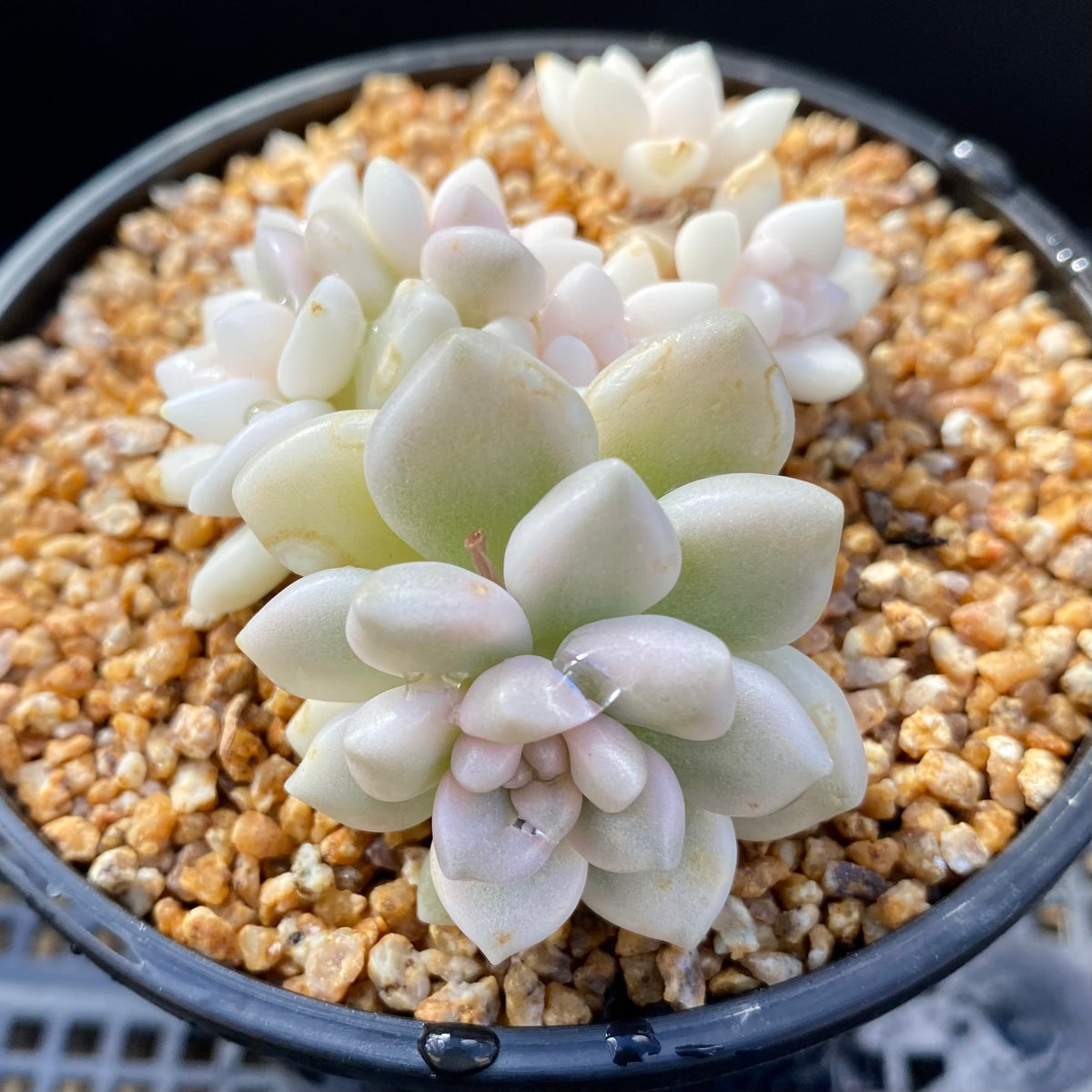 Graptopetalum mendozae variegata – RNT SUCCULENTS