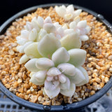 Graptopetalum mendozae variegata