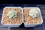 Graptopetalum mendozae variegata