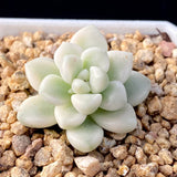 MELBOURNE SYDNEY ADELAIDE QUEENSLAND CANBERRA VICTORIA NSW QUEENSLAND SOUTH AUSTRALIA ACT SUCCULENT 多肉 墨尔本 维多利亚 澳洲 澳大利亚 悉尼 新南威尔士 阿德莱德 南澳 昆士兰 布里斯本 黄金海岸 多肉植物 堪培拉 Graptopetalum mendozae variegata 丸叶姬秋丽锦