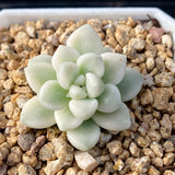 Graptopetalum mendozae variegata