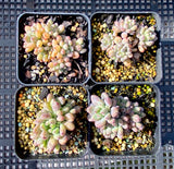 Graptopetalum pachyphyllum 'blackberry'