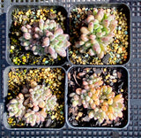 Graptopetalum pachyphyllum 'blackberry'