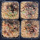 Graptopetalum pachyphyllum 'blackberry'