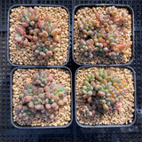 Graptopetalum pachyphyllum 'blackberry'