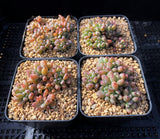 Graptopetalum pachyphyllum 'blackberry'