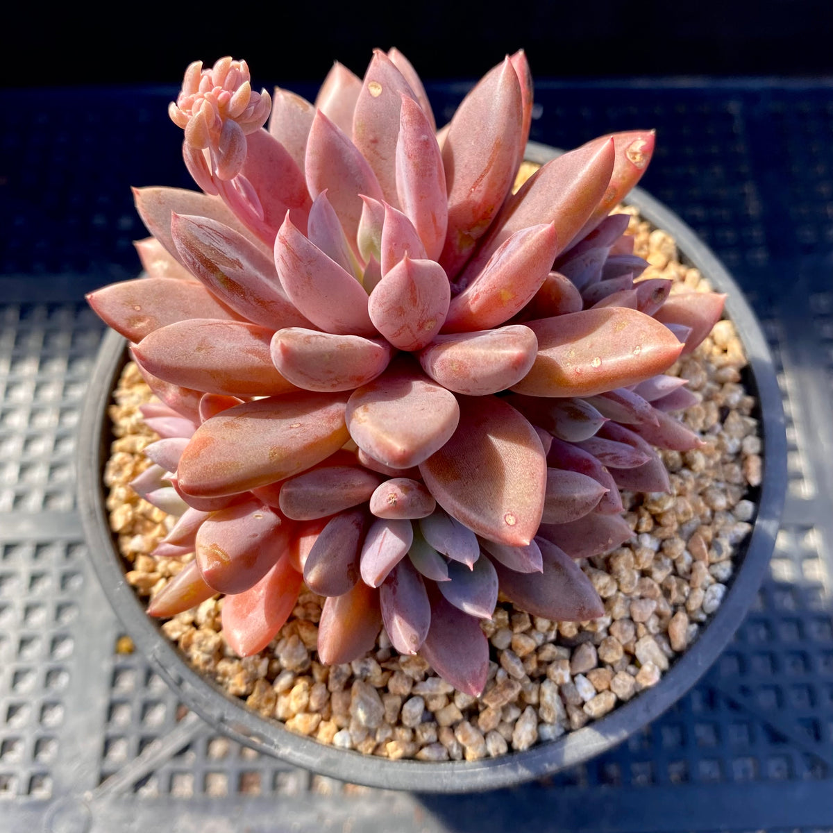 sugar jelly succulent Graptopetalum sugar jelly