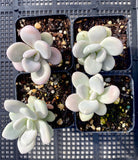 Graptopetalum 'custard'