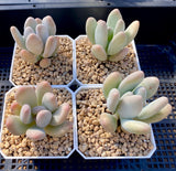 Graptophytum honey