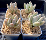 Graptophytum honey