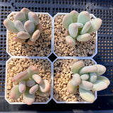 Graptophytum honey